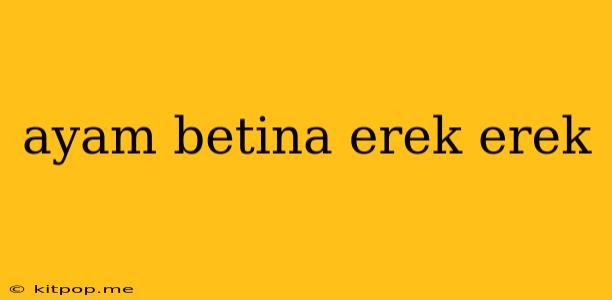 Ayam Betina Erek Erek