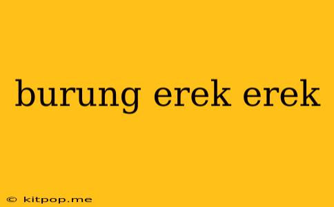 Burung Erek Erek