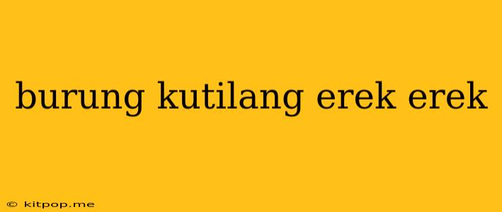 Burung Kutilang Erek Erek