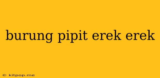 Burung Pipit Erek Erek