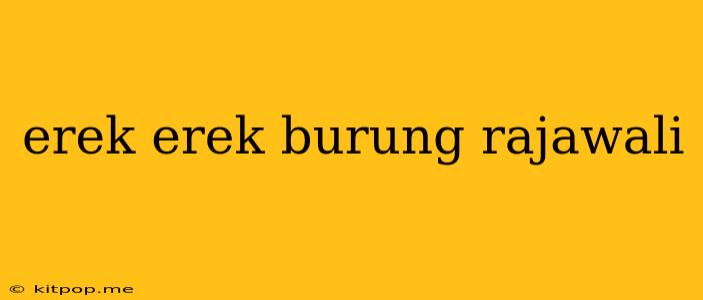 Erek Erek Burung Rajawali