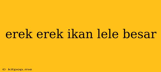 Erek Erek Ikan Lele Besar