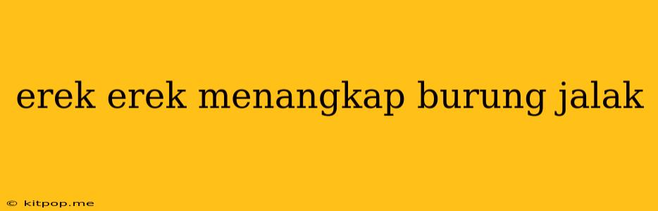 Erek Erek Menangkap Burung Jalak