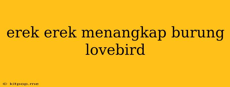 Erek Erek Menangkap Burung Lovebird