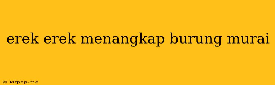 Erek Erek Menangkap Burung Murai