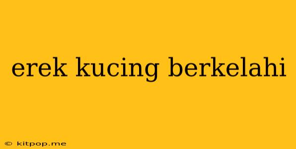 Erek Kucing Berkelahi