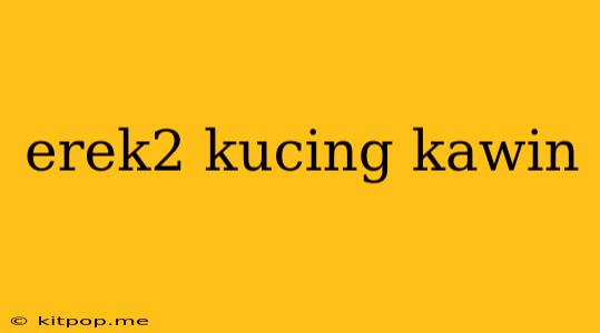 Erek2 Kucing Kawin